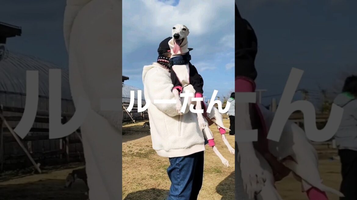【ウィペット whippet】ここぞとばかりに抱っこしまくる福岡のダッコオッサン。みんなお利口や～(о´∀`о)！ファームリゾート糸島【イタグレ italiangreyhound】