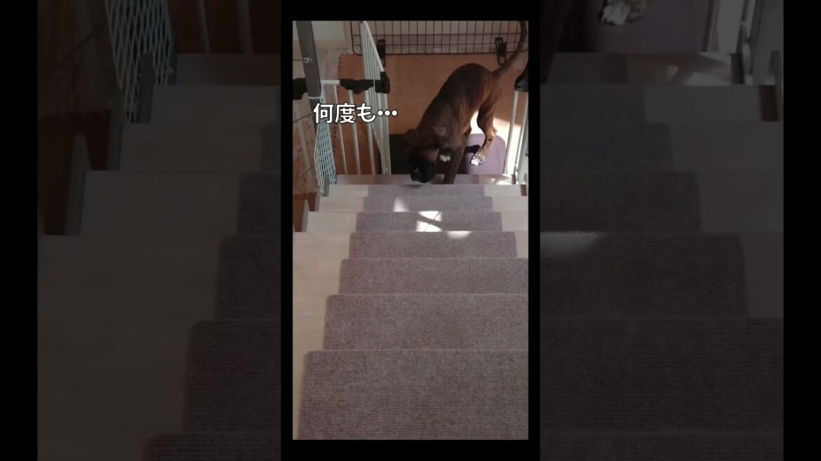階段を踏み外すボクサー犬子犬の真剣な顔がカワイイ#shorts #boxerdog
