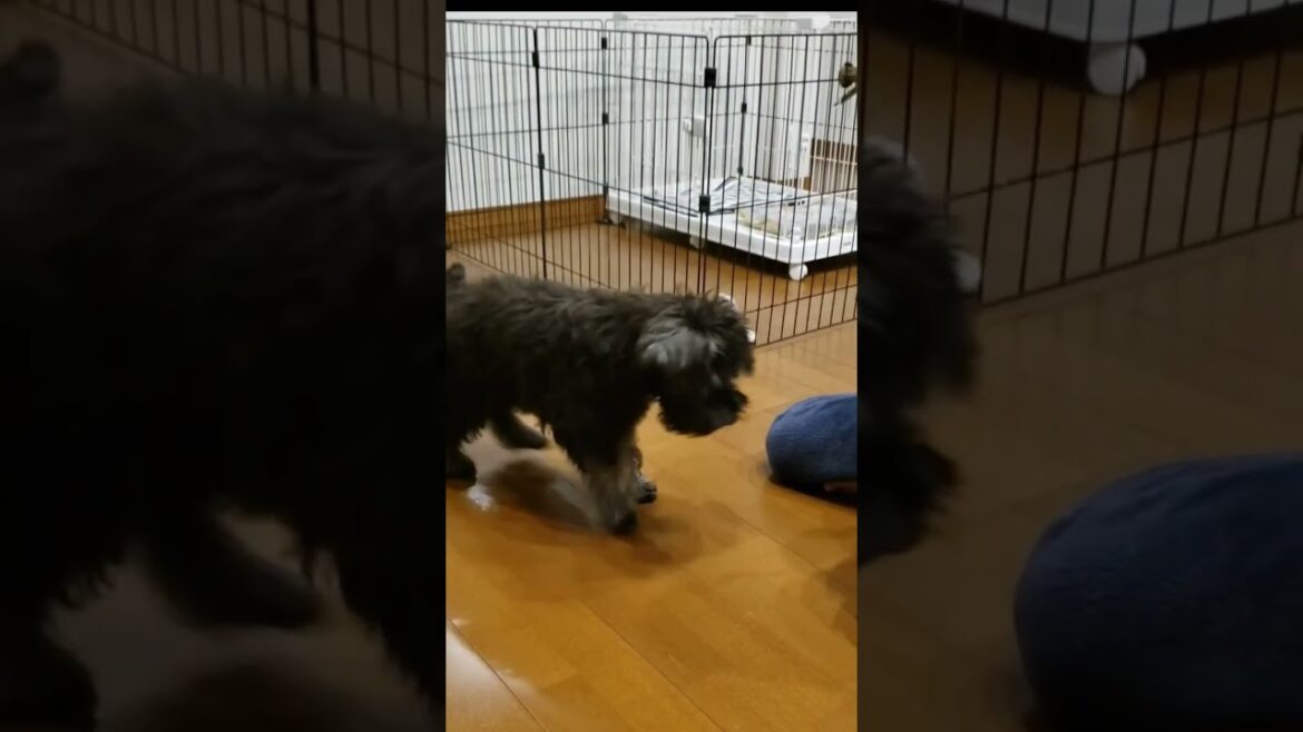 【ミニチュアシュナウザー】待ての練習中 #shorts