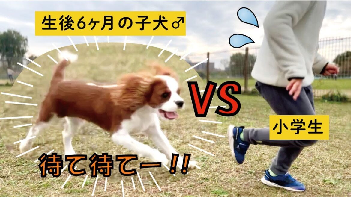 【事件】初めてのドッグランで子供に襲いかかるキャバリア犬/Cavalier King Charles Spaniel