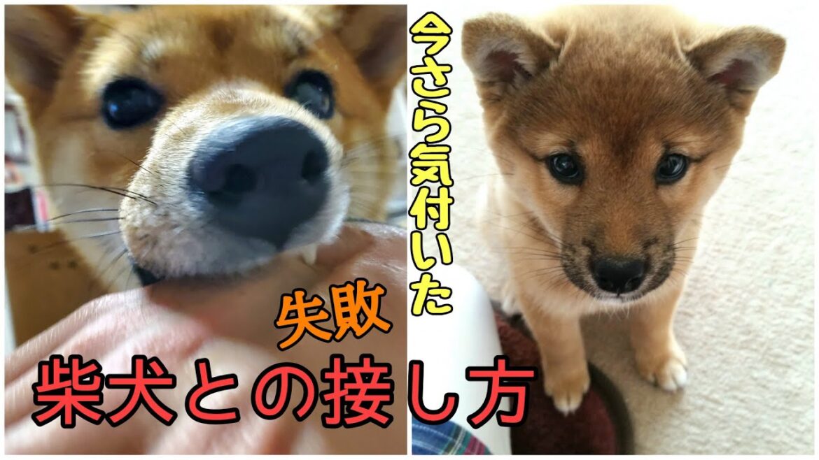 【体罰なし】柴犬の唸り噛み癖の治し方・今更気付いた飼い主がおかした失敗～老犬の介護の後に犬を飼ったら