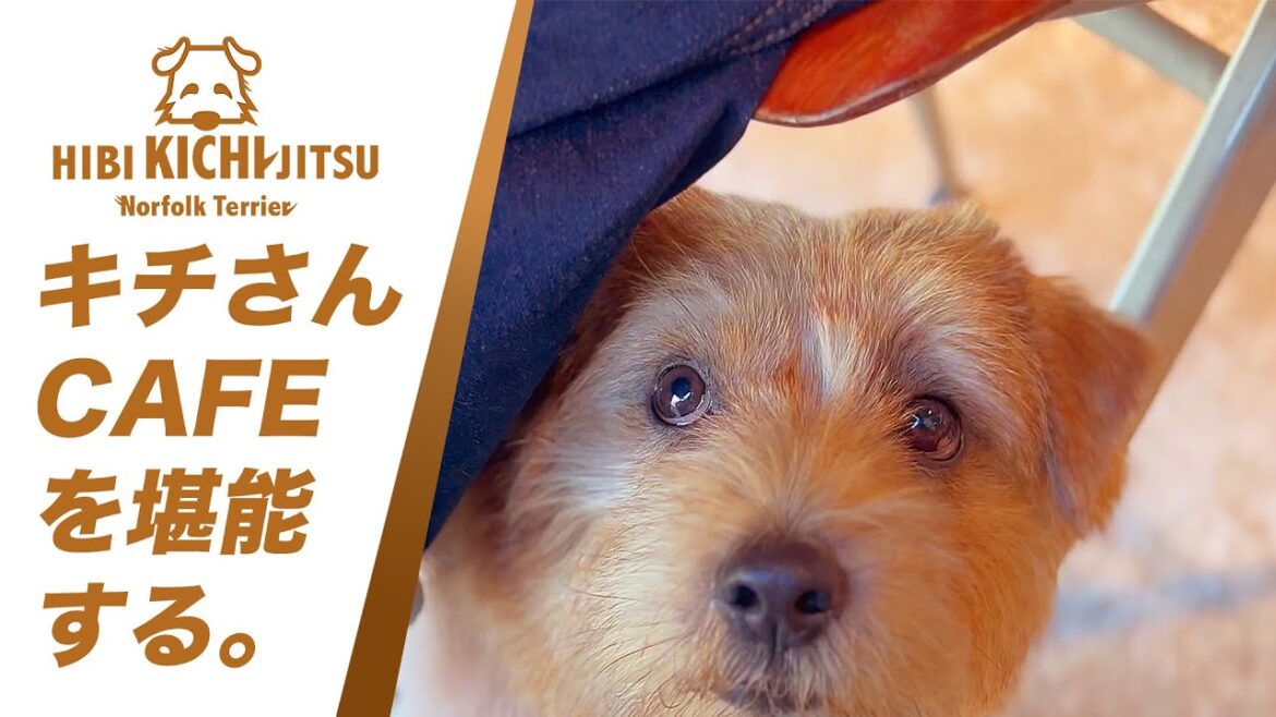 愛犬キチ KOMAZAWA PARK CAFE へ行く【ノーフォークテリア  norfolkterrier 駒沢公園】