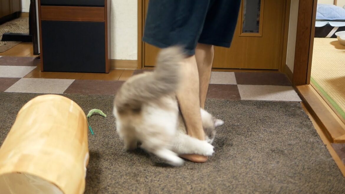 おとなしい猫が凶暴化、飼い主の足に噛みつくラグドール※7分14秒から噛まれます