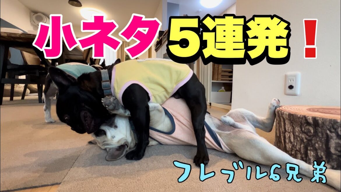 フレブル6兄弟の思わず笑っちゃう小ネタ5連発‼