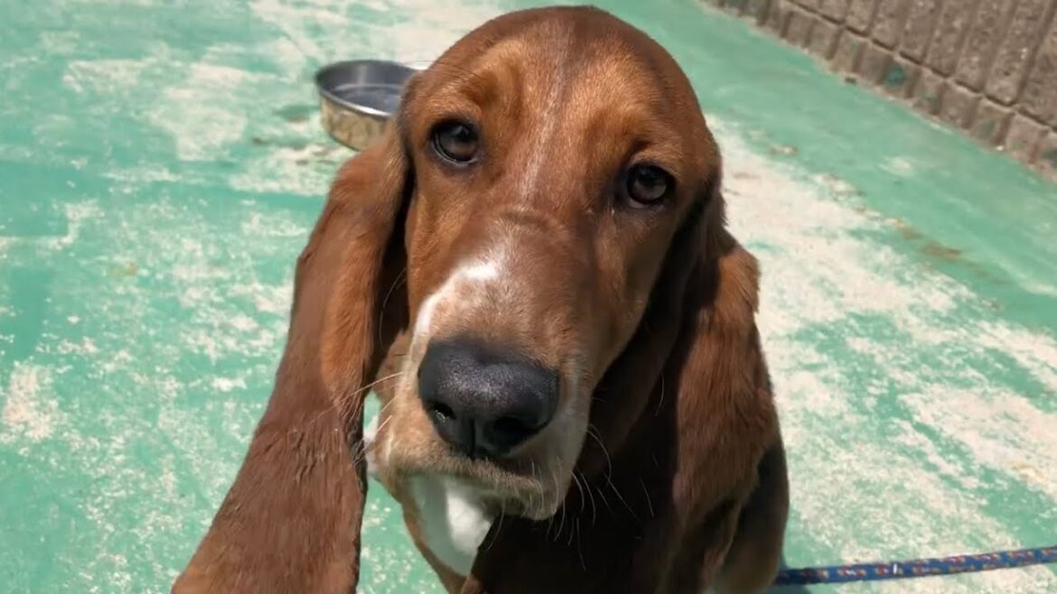 なが〜い耳のちょっと珍しい犬"バセットハウンド"/A slightly unusual dog with long ears "Basset Hound"