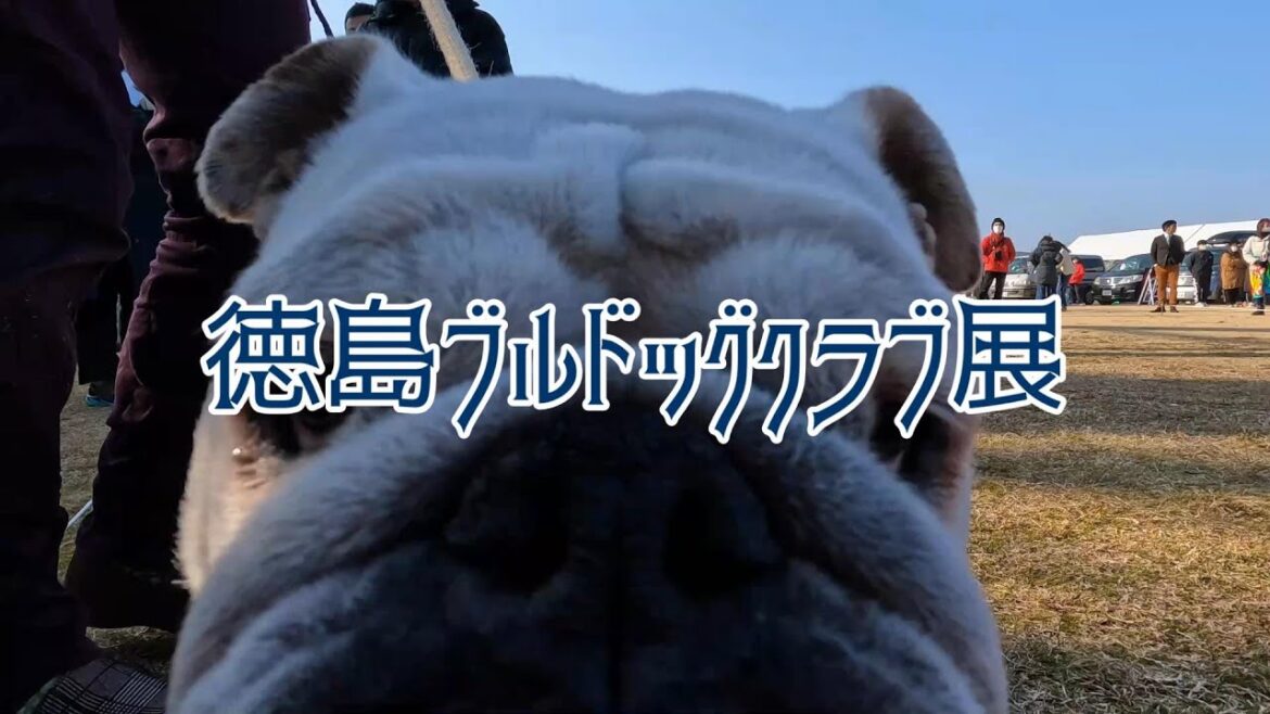 Japan Kennel Club Dog Show 【徳島ブルドッグクラブ展】Bull Dog Club