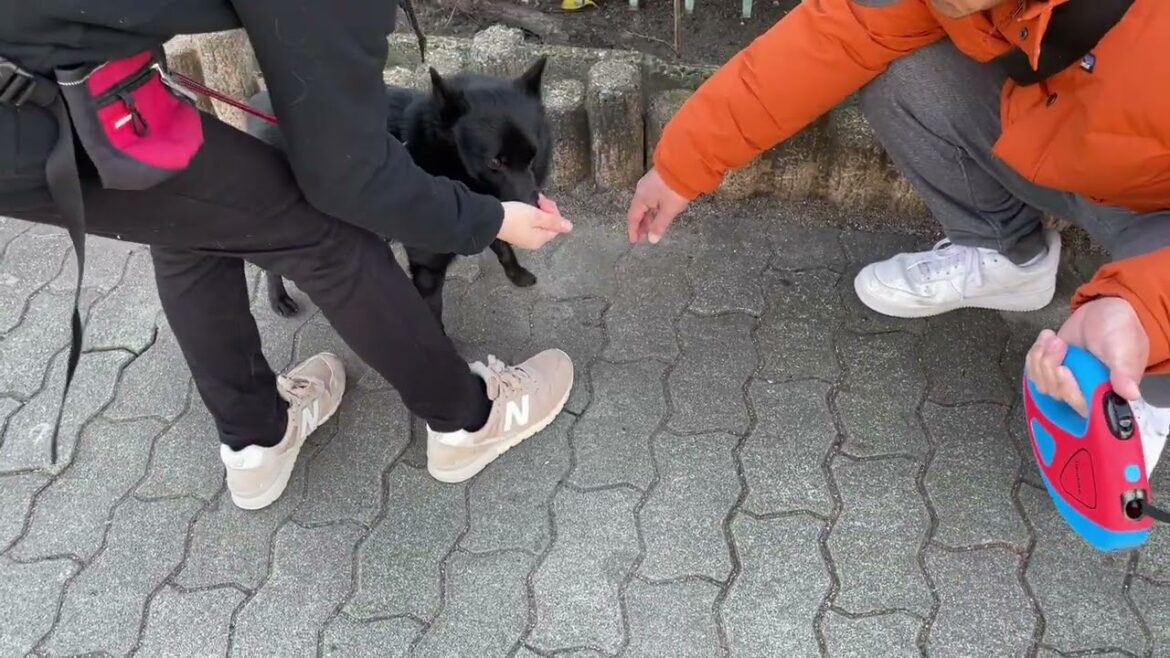 スキッパーキの”オセルくん”と”犬慣れ”の練習！