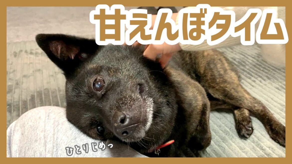 【甲斐犬】甘えんぼ甲斐犬がひとりになった時、デレデレすぎて可愛いが止まらない…！