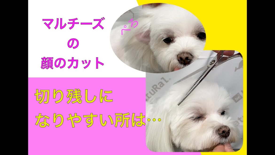 【顔のカット】マルチーズ：基本の丸カット