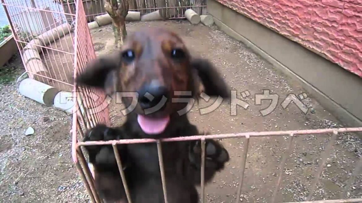 ミニチュアダックスフンド　ロング　ブリンドル　2011/6/10生まれ　オス