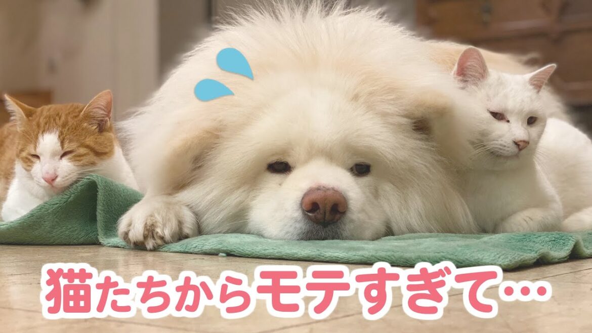【モテすぎる】秋田犬さんの「隣のポジション」をめぐり、日々バトルを繰り広げる兄弟ニャンコたちに…😂【ワンコさん】