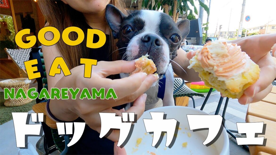 【ボストンテリア】こんな素敵なドッグカフェがこの世にあったなんて