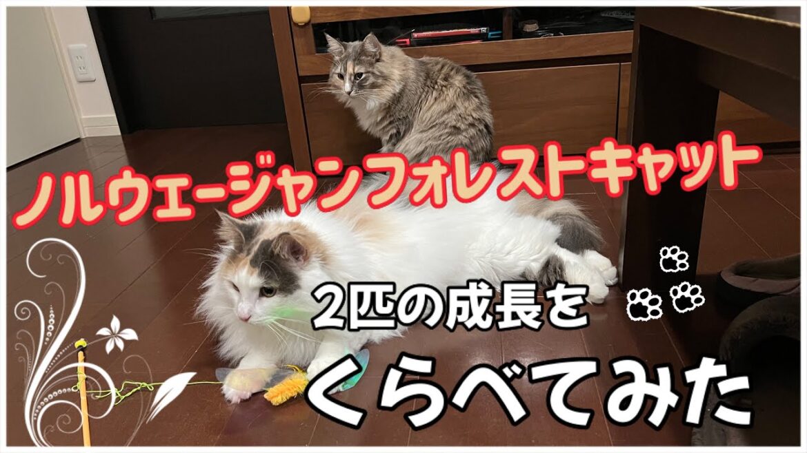 2匹のノルウェージャンフォレストキャットの成長過程を比較（お迎え～１歳になるまで）