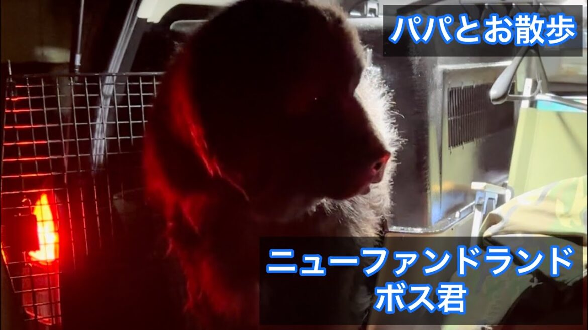 newfoundlanddog boss❤️ ナイトお散歩 超大型犬 ニューファンドランド ボス君 グレートデーン クィーンちゃん 大型犬 多頭飼育 猫との暮らし 犬との暮らし 渡辺ボス
