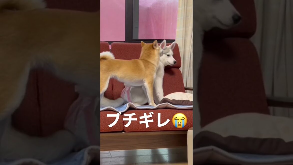 柴犬にしっぽビンタしてしまいブチギレられるシベリアンハスキーの子犬 #shorts