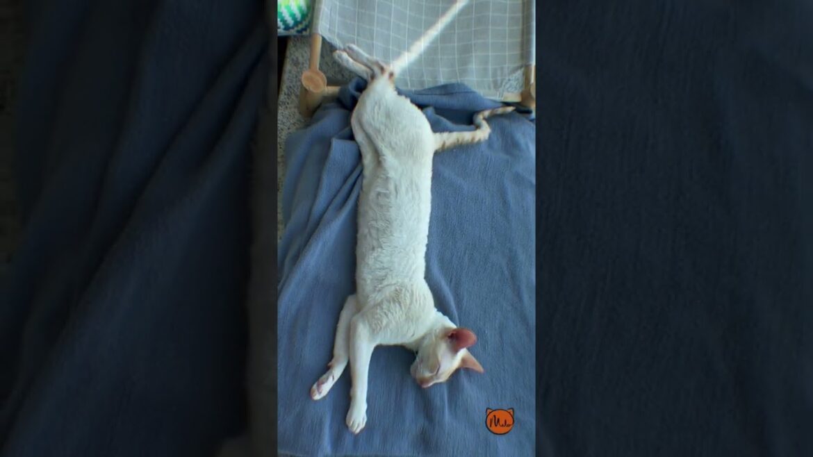 What's Your Experience with Pet Abandonment?