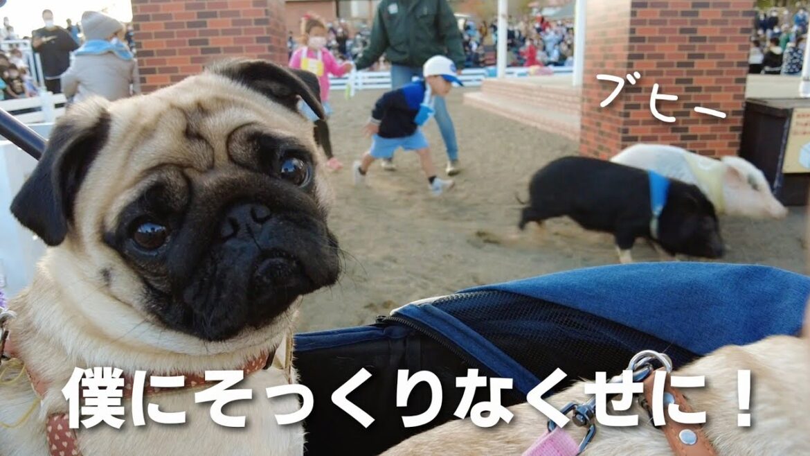 マザー牧場でブタの人気に嫉妬するパグ