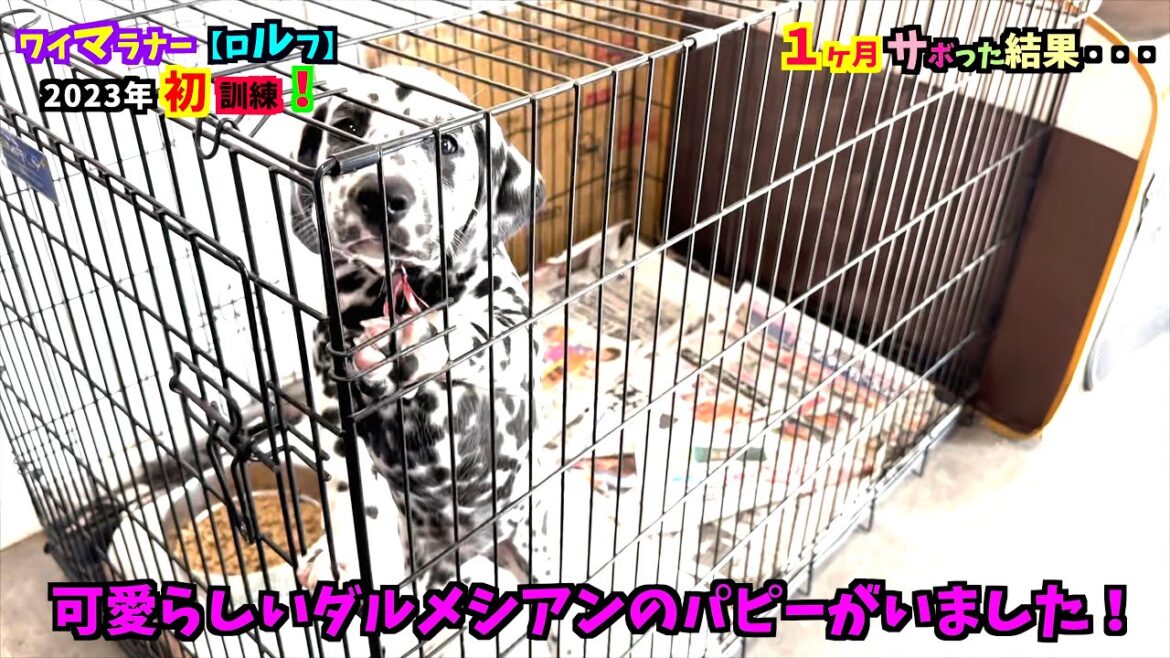 ワイマラナーの飼い主が訓練を１ヶ月サボった結果・・・【小佐野愛犬・警察犬訓練所】