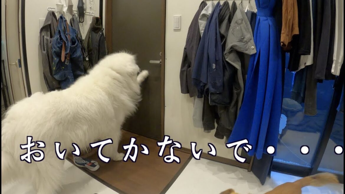 怪獣の留守番　これは切ない　グレートピレニーズ　MIX犬