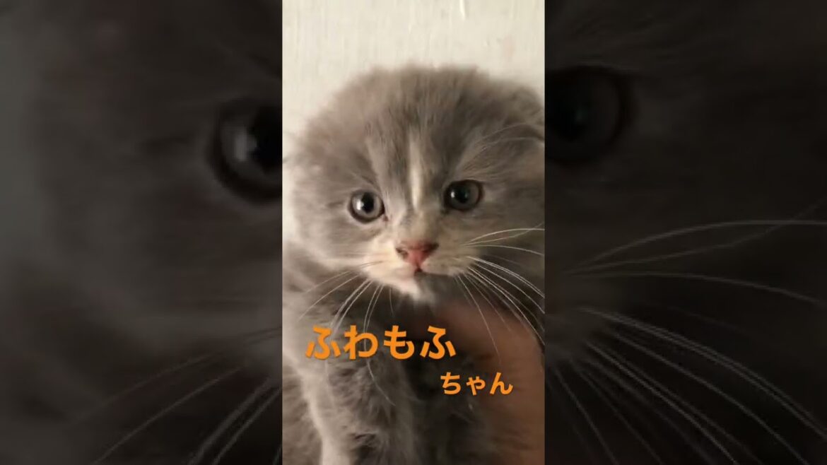 スコティッシュフォールドの赤ちゃん