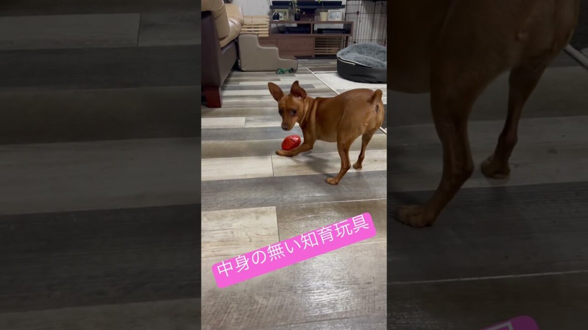 オヤツが出てこない…。　#miniaturepinscher  #ミニピン　#知育玩具