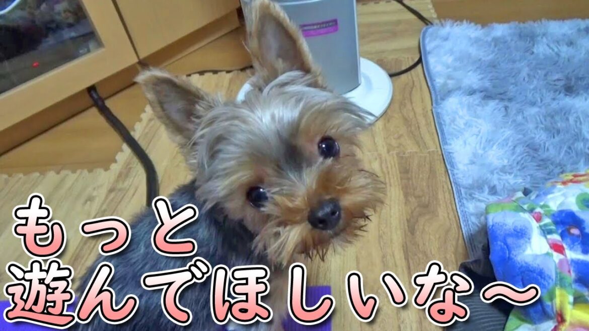 【ヨークシャテリア】もっともっと遊びたいヨークシャテリア【Yorkshire Terrier】