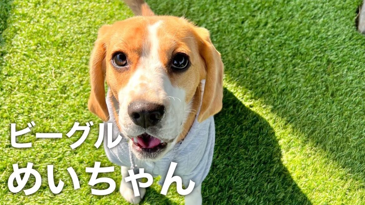 ビーグル めいちゃん【Beagle】
