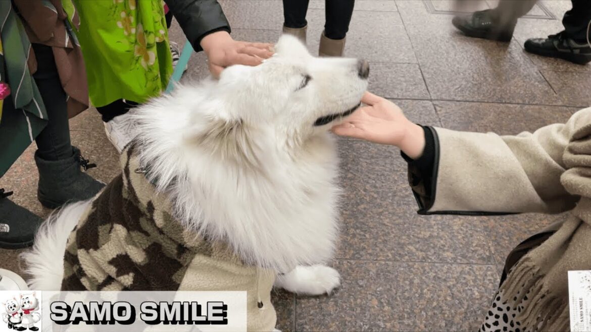 【じぃちゃんサモエド】よく「二重まぶた」って言われるんです。中華料理店「三宮 一貫楼」に、テイクアウト用の豚まんを買いに行くよ。