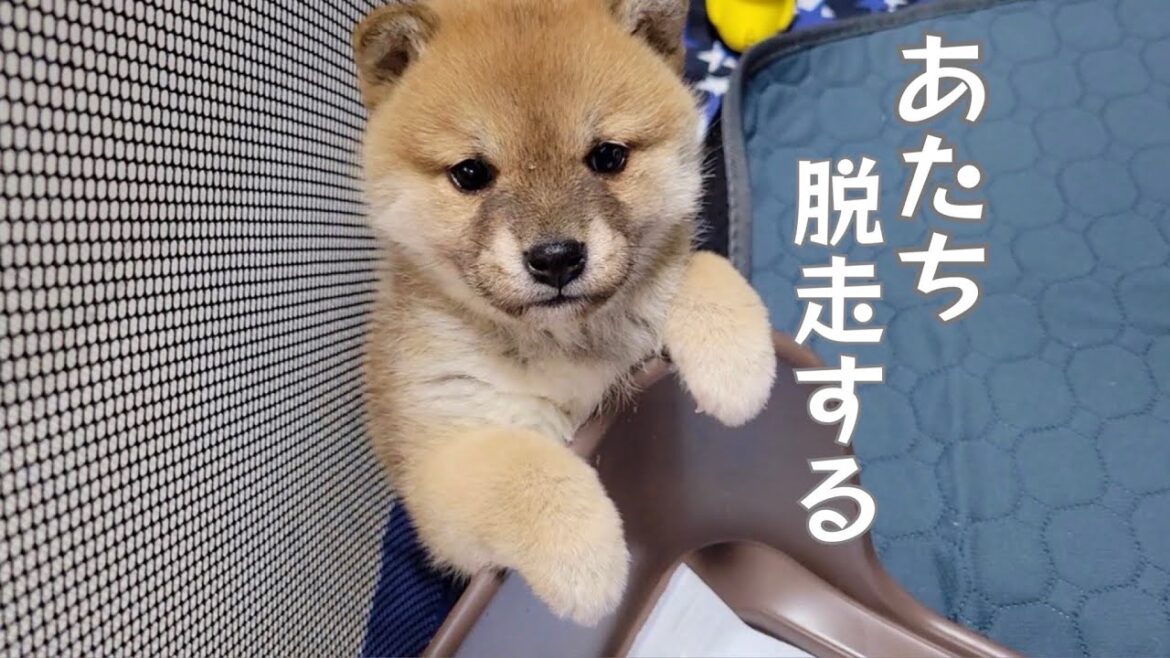 柴犬のご飯を狙い脱出を試みるも失敗する暴食の豆柴