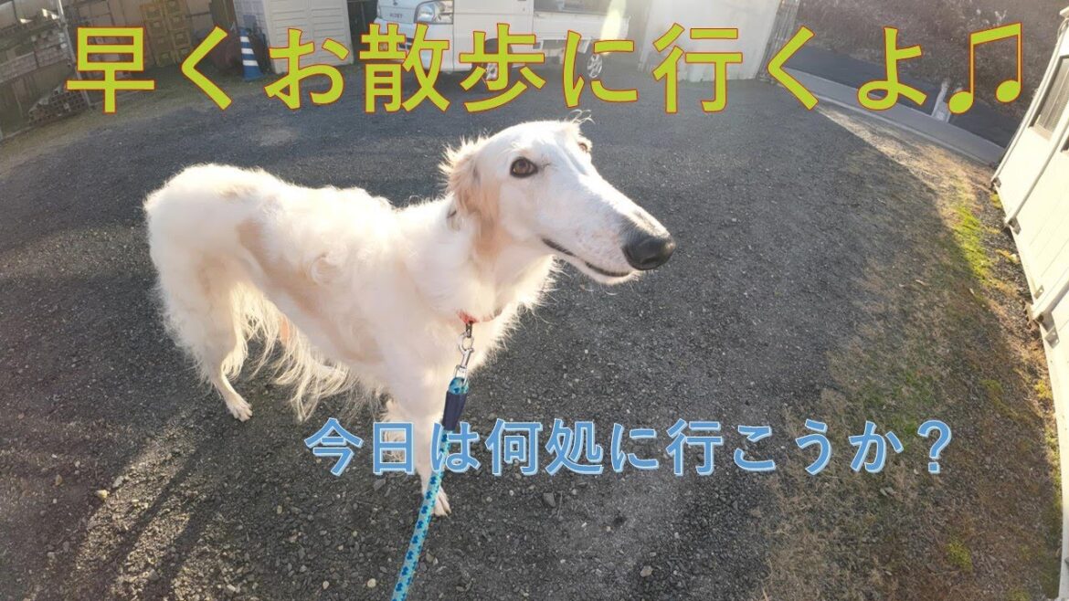 お散歩ボルゾイ　公園でお散歩🐶🎵