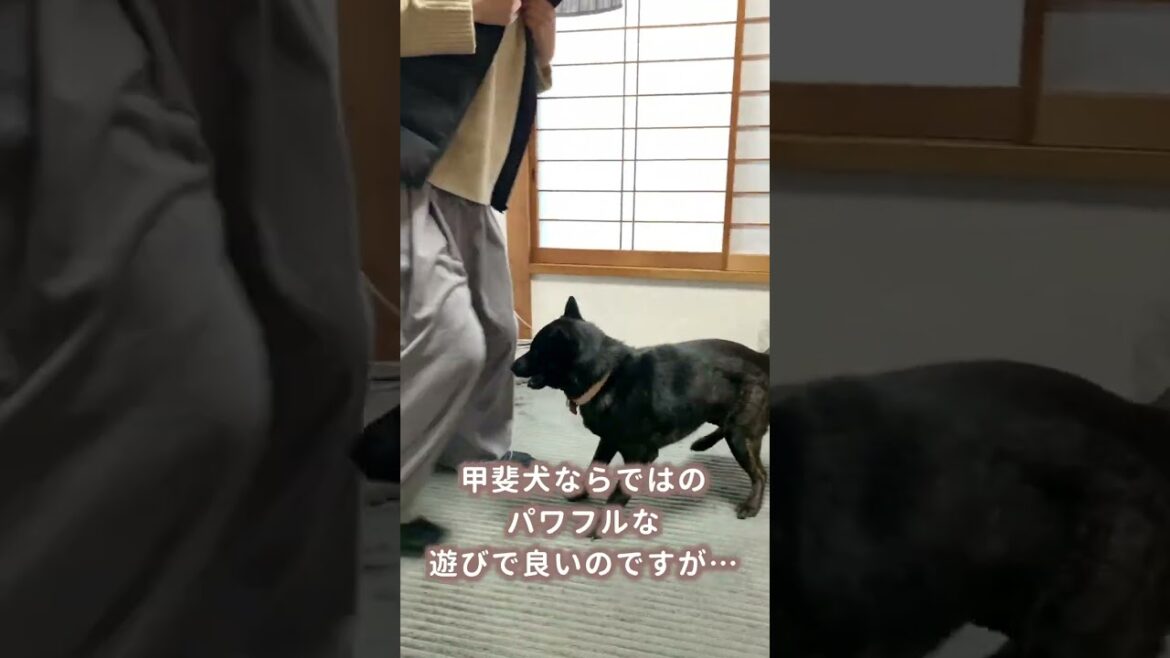 【ぶつかり稽古】甲斐犬との遊びがパワフルすぎるんですが…！
