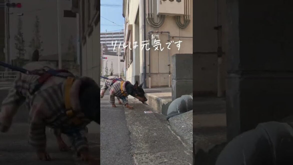 リルは元気です