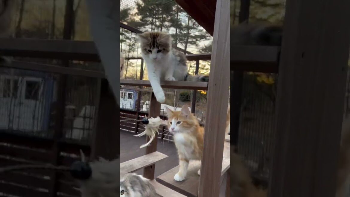 夕焼けにゃんにゃん。ウッドデッキで遊ぶノルウェージャンフォレストキャットの子猫。 #ノルウェージャンフォレストキャット #子猫 #猫カフェ