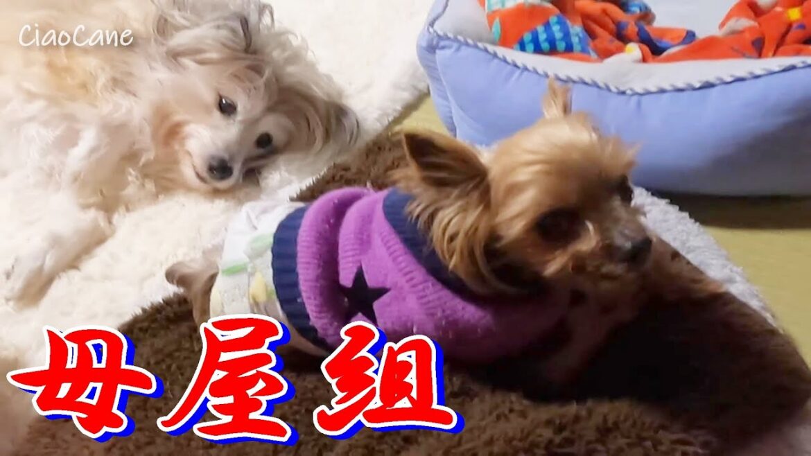 今日も平和な母屋組【ヨークシャーテリア専門犬舎チャオカーネ】