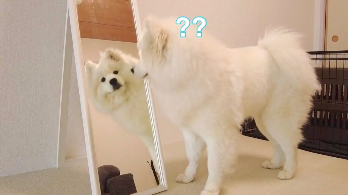 犬に鏡を見せたらどんな反応する？【サモエド】How would my dog react if I showed him the mirror?【samoyed】