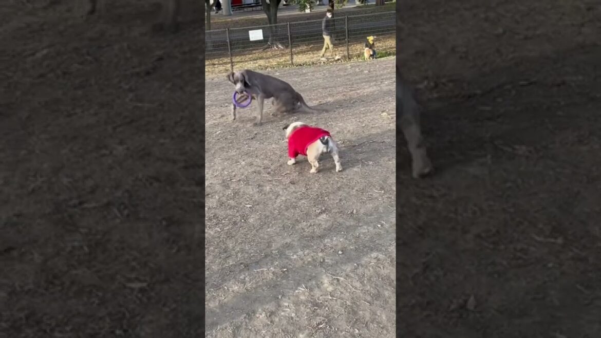 【ブルドッグ】プーちゃん、ワイマラナーに挑む