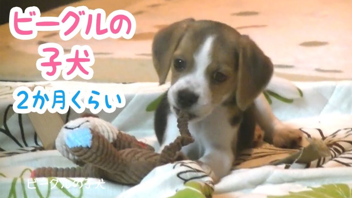 ビーグルの子犬がきた日 Beagle puppy