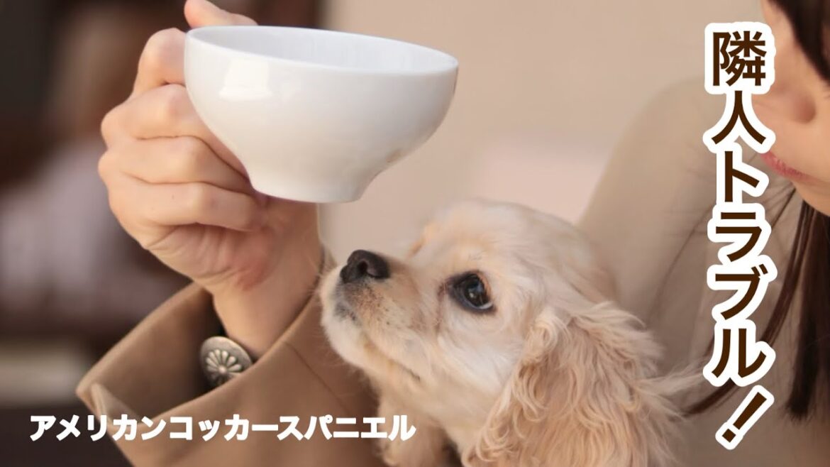 アメリカンコッカースパニエル 子犬＊ 子犬がカフェでお勉強