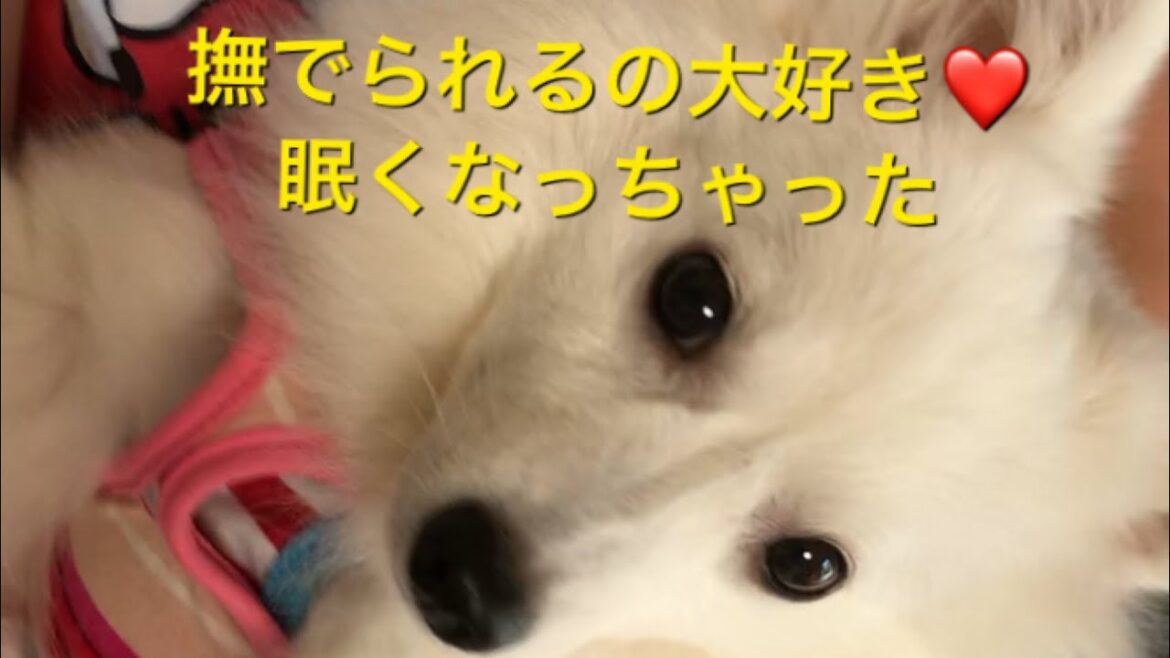 日本スピッツ　撫でられて眠くなる　japanesespitz