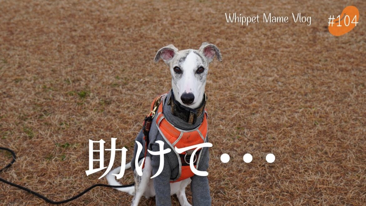 自分が最速だと思ってたウィペットがドッグランで完敗　＃104