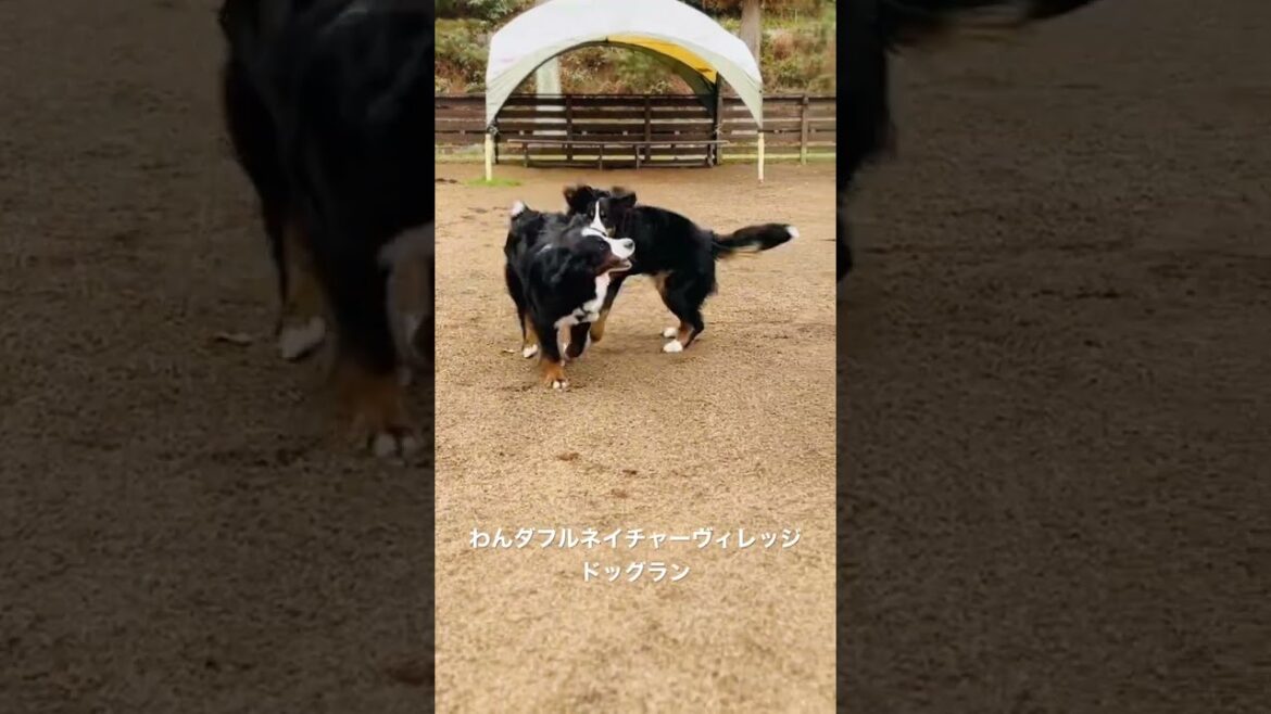 ドッグランを満喫するバーニーズマウンテンドッグ