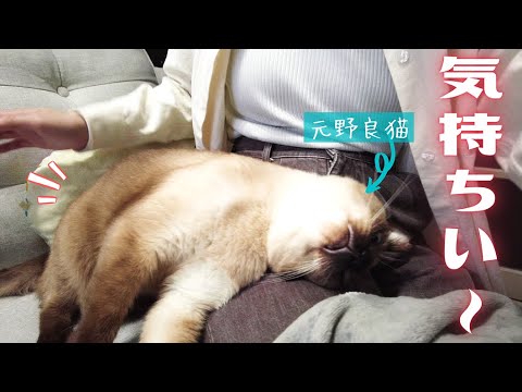 甘えん坊の保護猫のお尻を叩くとスーパー甘えん坊になりますw【シャム猫/シャムミックス・ノルウェージャンフォレストキャット】 甘えん坊の保護猫のお尻を叩くとスーパー甘えん坊になりますw【シャム猫/シャムミックス・ノルウェージャンフォレストキャット】