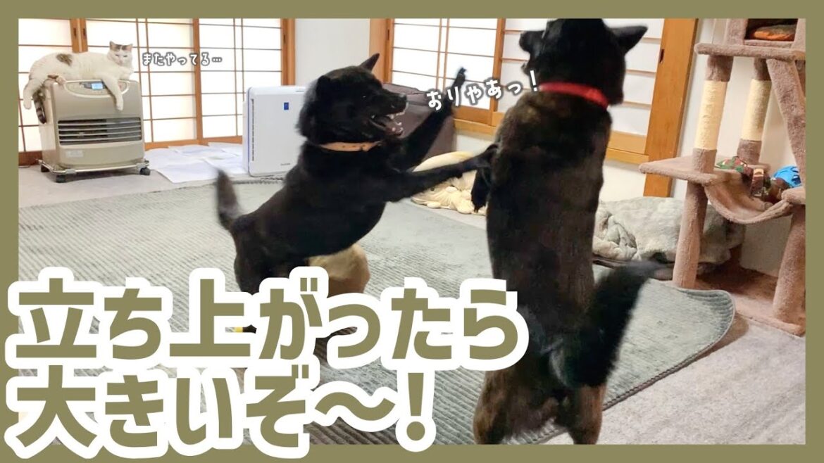 【甲斐犬】小柄な甲斐犬たちが立ち上がってピョコピョコ遊ぶ姿が可愛すぎる…！