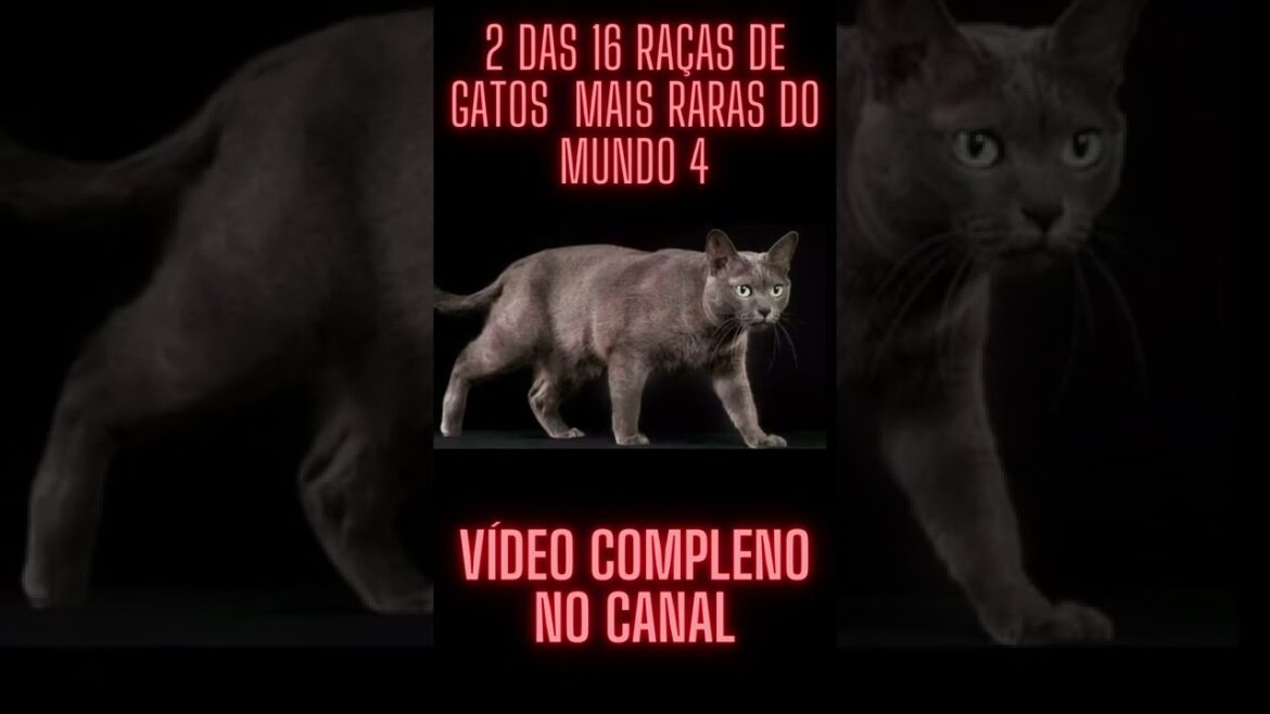 O GATO KORAT E O GATO MEU EGÍPCIO SÃO 2 DAS 16 RAÇAS DE GATOS MAIS RAROS DO MUNDO, VÍDEO  4,#Shorts