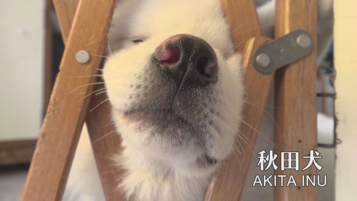 ぼくのお気に入りの場所　秋田犬白岳の場合