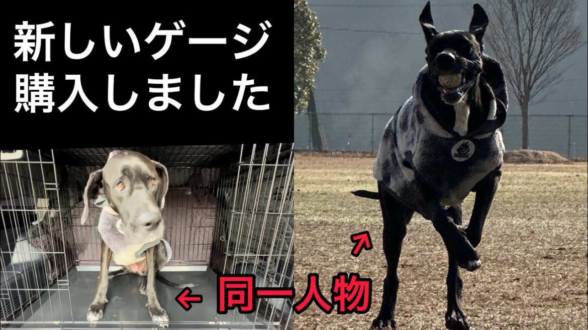 新しいゲージ 購入😍 超大型犬 グレートデーン ニューファンドランド 多頭飼育 保護猫との暮らし プロボックスハイブリッド 犬好き 猫好き 動物好き 渡辺ボス greatdanedog Queen 新しいゲージ 購入😍 超大型犬 グレートデーン ニューファンドランド 多頭飼育 保護猫との暮らし プロボックスハイブリッド 犬好き 猫好き 動物好き 渡辺ボス greatdanedog Queen