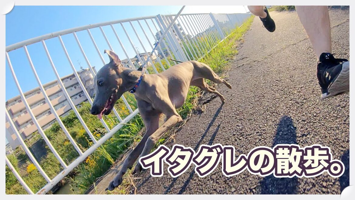 グレンのお散歩。【イタグレ】