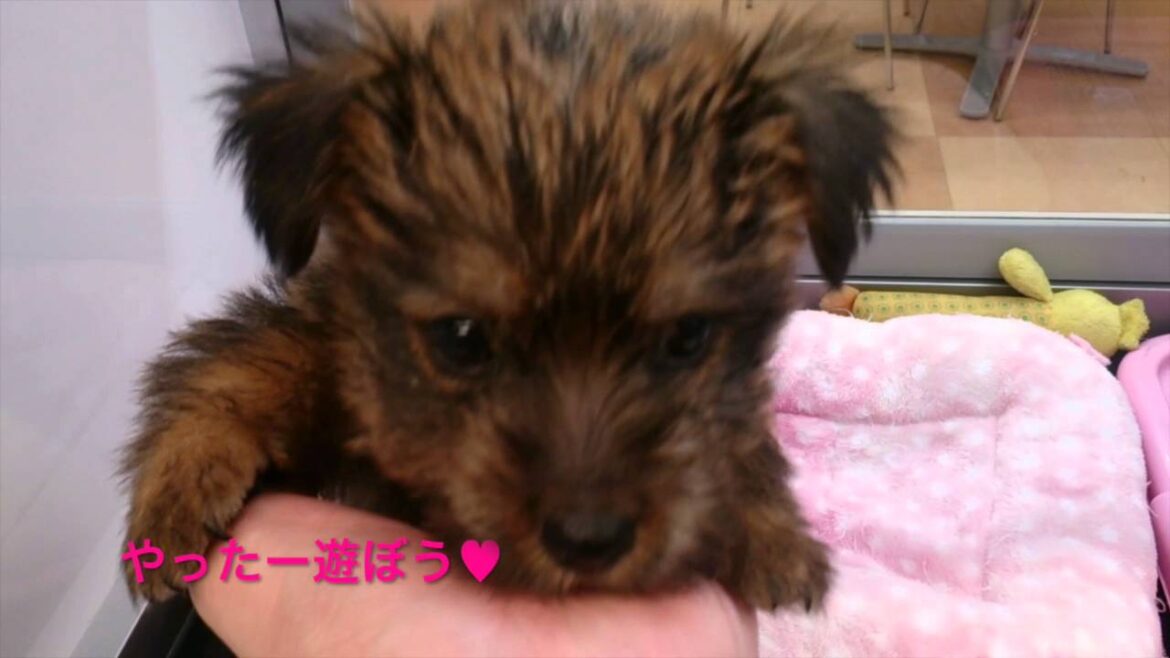 ノーフォークテリアの赤ちゃんが神がかり的な可愛さ♡