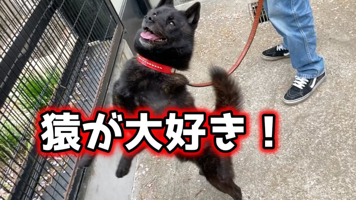 甲斐犬一休、猿をナンパする
