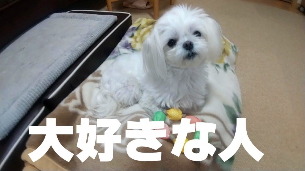 大好きな人が来て喜ぶマルチーズとチャンネル登録100人ありがとう！！